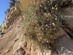 Trifolium dedeckerae