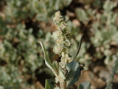 Atriplex maximowicziana