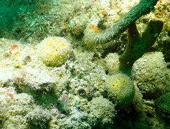 Cinachyrella