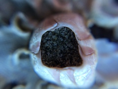 Notomegabalanus decorus