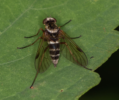 Chrysopilus fasciatus