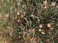 Trifolium dedeckerae
