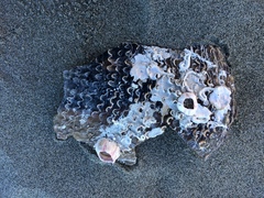 Notomegabalanus decorus