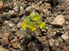 Ivesia webberi