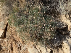 Trifolium dedeckerae