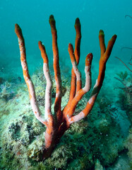 Axinella polycapella