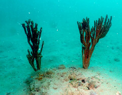 Axinella polycapella