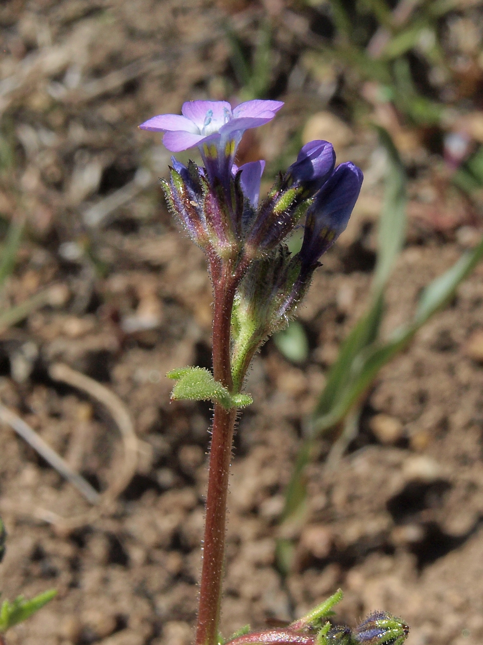 Gilia brecciarum ssp. brecciarum