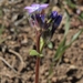 Nevada Gilia - Photo (c) Jim Morefield, some rights reserved (CC BY), uploaded by Jim Morefield