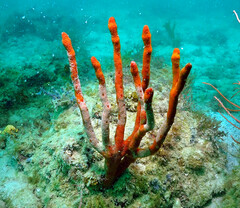 Axinella polycapella