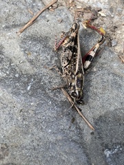 Calliptamus barbarus
