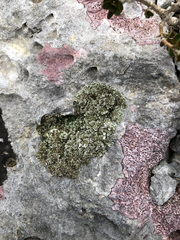 Squamarina concrescens