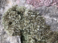 Squamarina concrescens