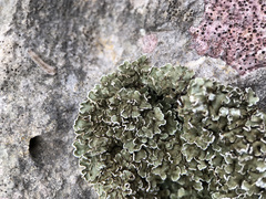 Squamarina concrescens