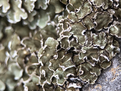 Squamarina concrescens