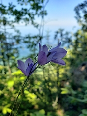 Campanula intercedens