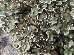 Squamarina concrescens