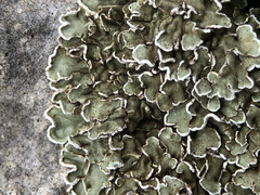 Squamarina concrescens