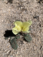 Oenothera xylocarpa