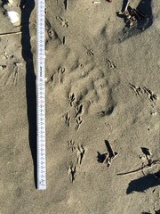 Anthus novaeseelandiae