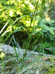 Campanula intercedens