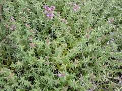 Thymus calcareus