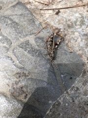 Calliptamus barbarus