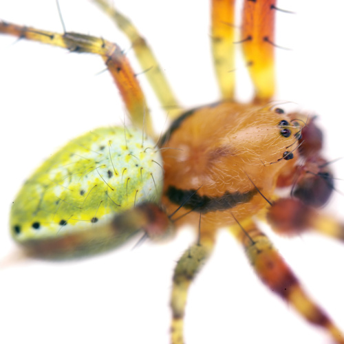 Cucumber Green Spider