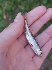 Leucaspius delineatus