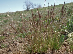 Poa secunda secunda
