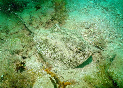 Yellow Stingray, photo 6 of 7