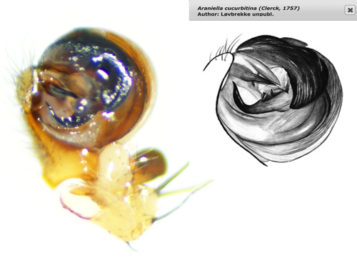 Cucumber Green Spider