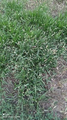 Plantago lanceolata