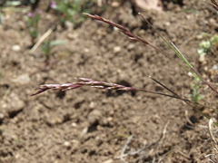Poa secunda secunda