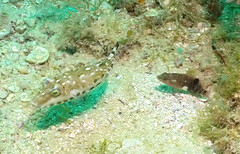 Serranus subligarius