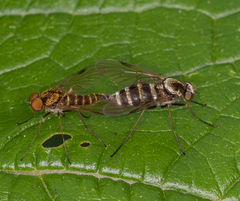 Chrysopilus fasciatus