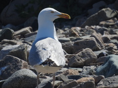 Larus argentatus smithsonianus