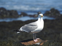 Larus argentatus smithsonianus