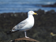 Larus argentatus smithsonianus
