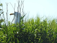 Larus argentatus smithsonianus