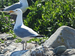 Larus argentatus smithsonianus