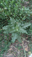 Atriplex tatarica
