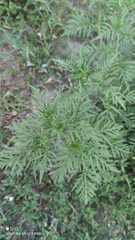 Ambrosia artemisiifolia