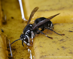 Dolichovespula maculata