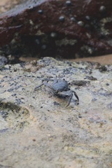 Grapsus albolineatus