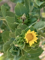 Grindelia adenodonta