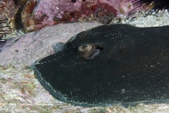Bathytoshia brevicaudata