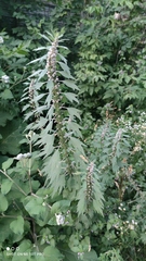 Leonurus quinquelobatus