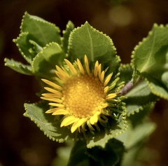 Grindelia adenodonta