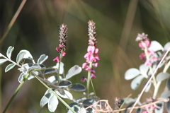 Indigofera basedowii
